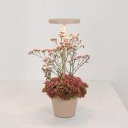 Zafferano Poldina Reverso batteridrevet bordlampe sand