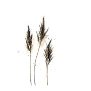 Sögne Home - Servietter lunsj 33x33 cm 20 stk siv